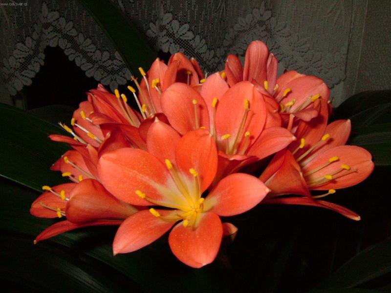 Foto: Kr�sa kv�t�-Kl�vie