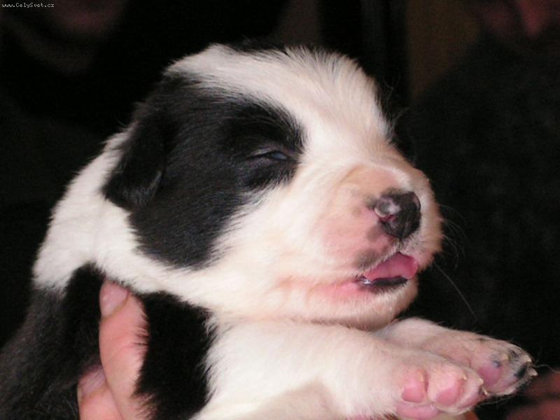 Foto: M�j pes sn�.-No neni rozko�n�?!!