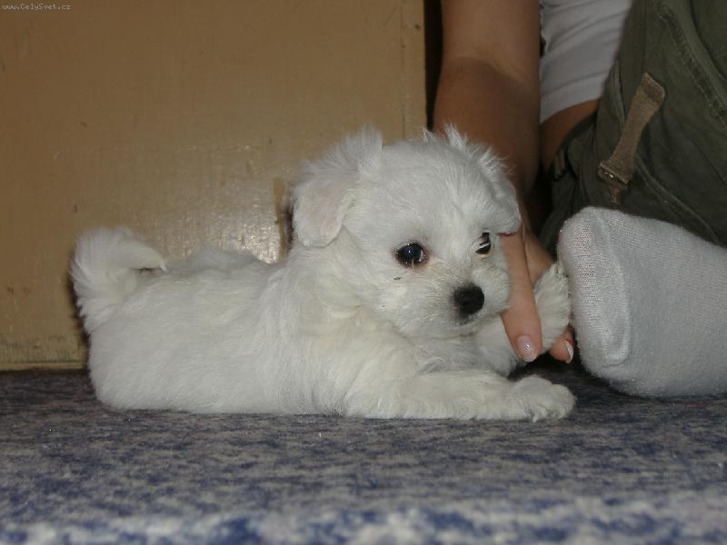 Foto: Meggu�-T�� m� Meggy!!!!