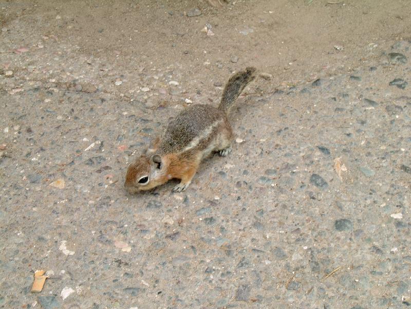 Foto: Veverka ku�a�ka-Zemn� veverka v Utahu