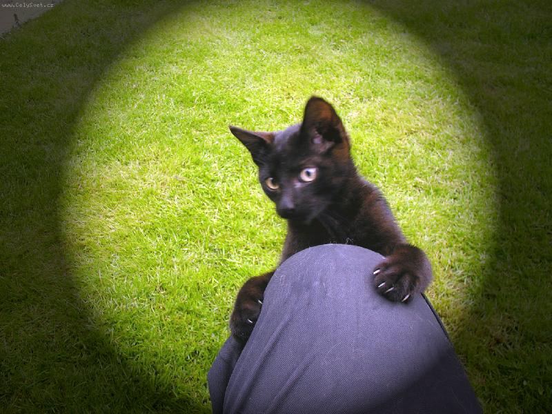 Foto: kocourek Pep��ek