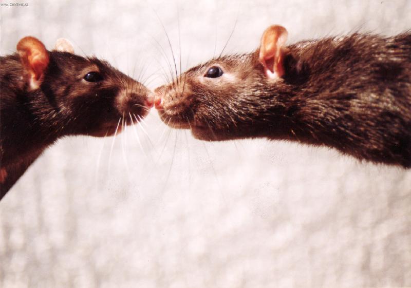 Foto: Potkani-Potkan� l�ska nerezav�