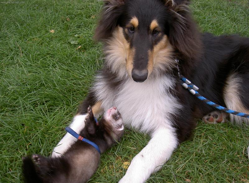 Foto: Ulvar black Vermiko-�t���tko a fredka