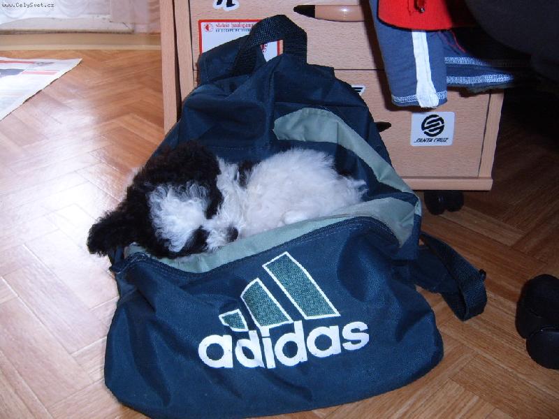 Foto: Apollo-Na �koln� ta�ce se mi sp� nejl�p