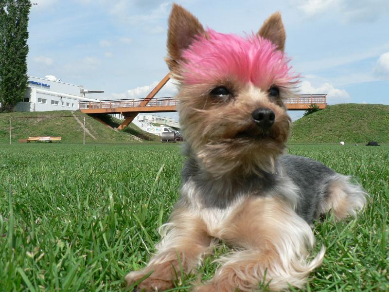 Foto: Akinka par�dnice-tohle je n� extravagantn� jork