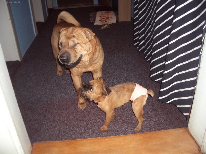 Foto: Na�e Bou-I psi maji sv� dny
