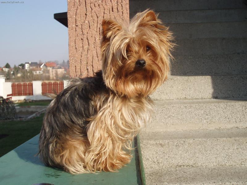 Foto: Samanta-na zahrad�