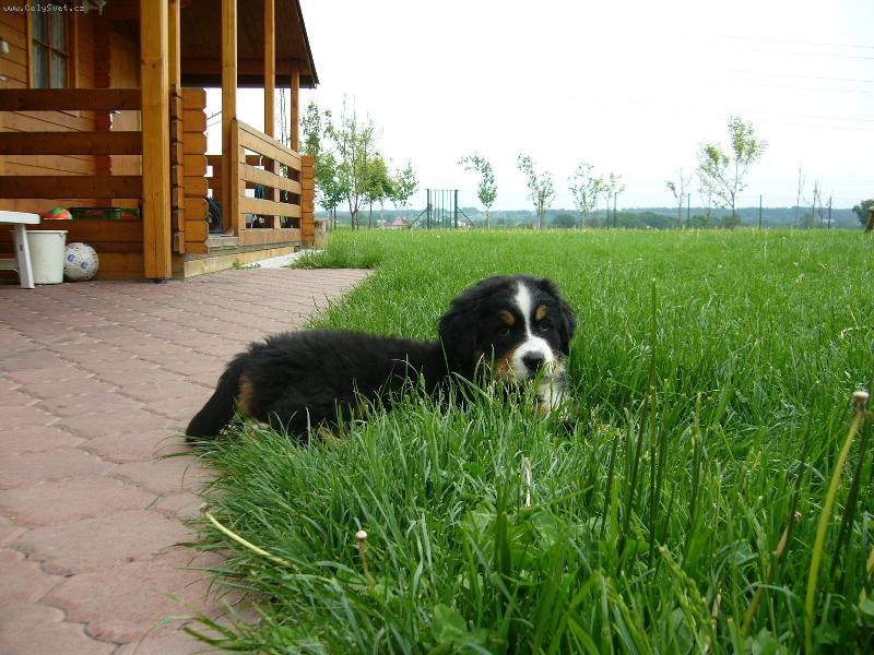 Foto: Na�e mal� Belinka.-Belinka na zahrad�.