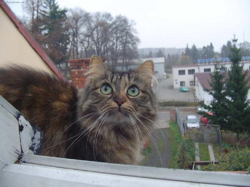 Foto: �antal stoup� k v��in�m-Na�e ���a stra�n� r�da �plh� po st�e�e.