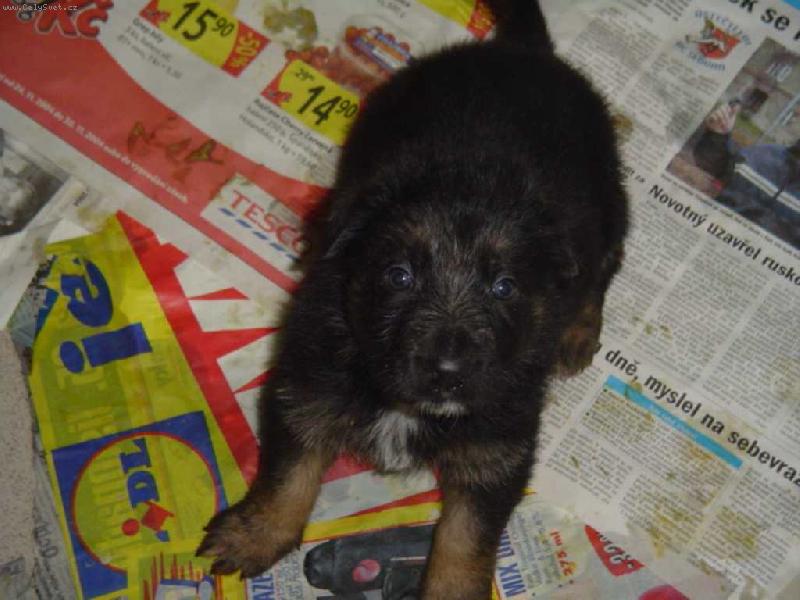 Foto: mazl�k Artinka-odchov�n doma:maminka mu um�ela p�i porodu