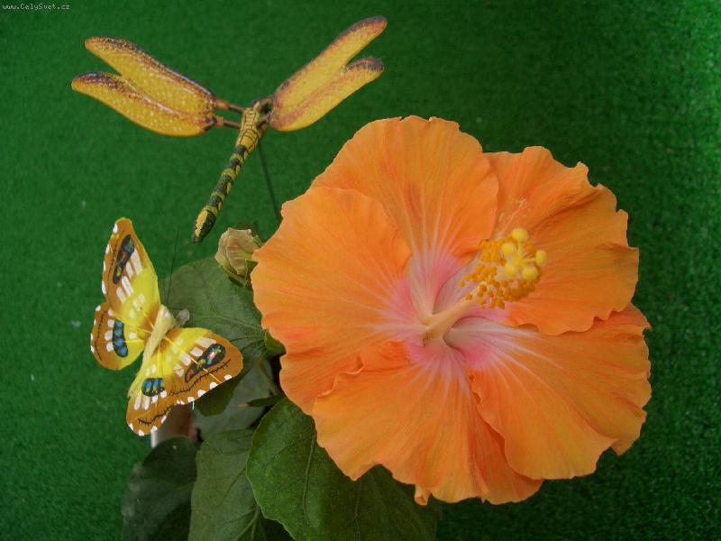 Foto: oran�ov� kr�sa ibi�ku-oran�ov� ibi�ek