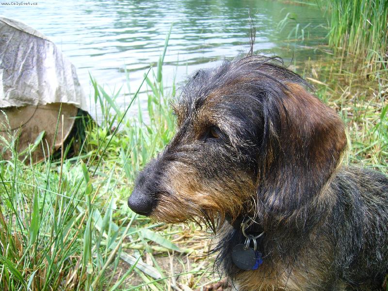 Foto: a je�t� Nen�k