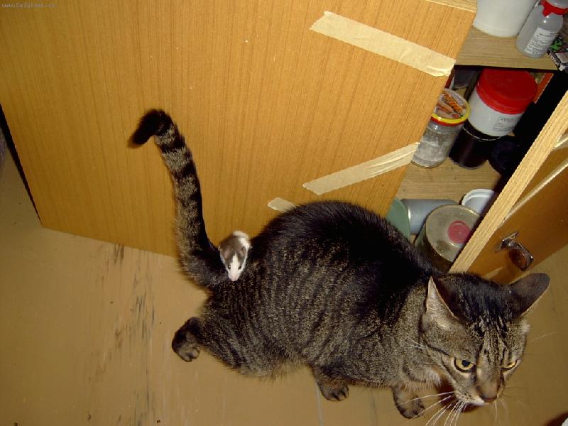 Foto: Siesta-Miku� a my�