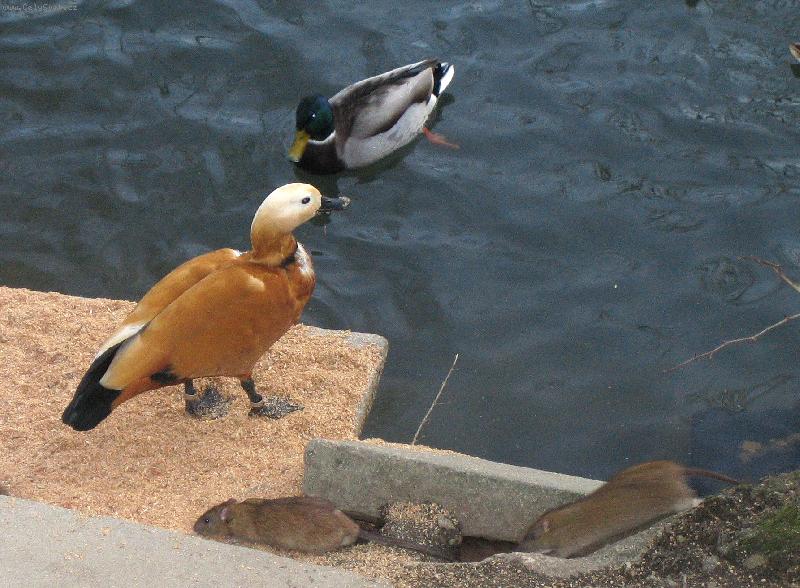 Foto: Ka�ky a potkani v ZOO-spole�n� koupel