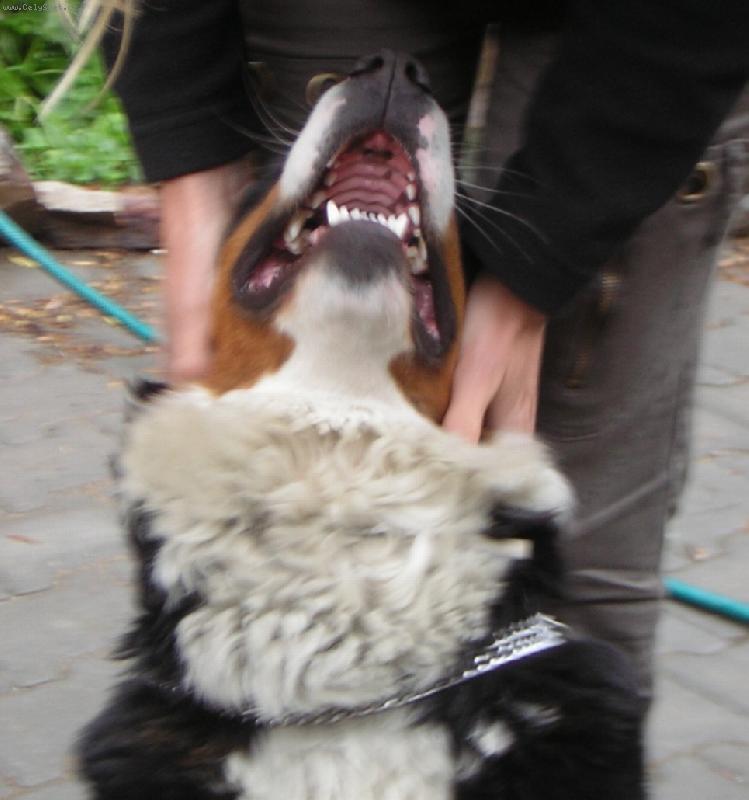 Foto: Sala�nick� zoubky-M�m �ist� zuby???