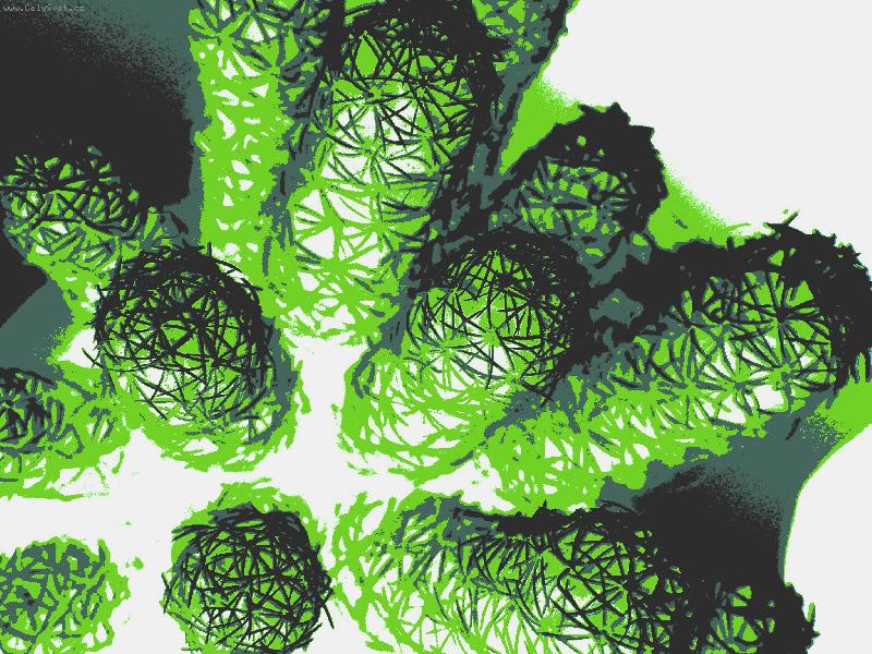 Foto: kaktus trochu jinak