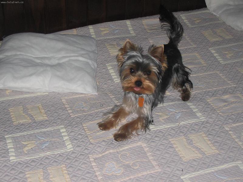 Foto: Rok�sek-A stejn� m� nechyt�