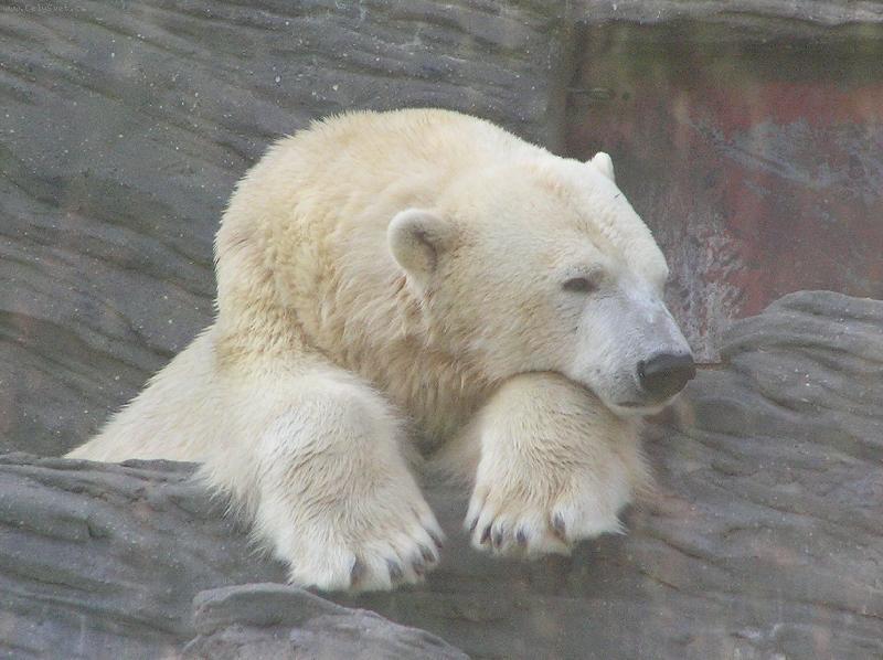 Foto: NA POHODU ...-Pra�sk� ZOO