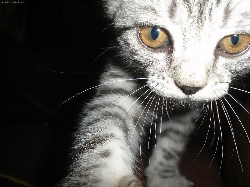 Foto: Dej sem ten fo��k!