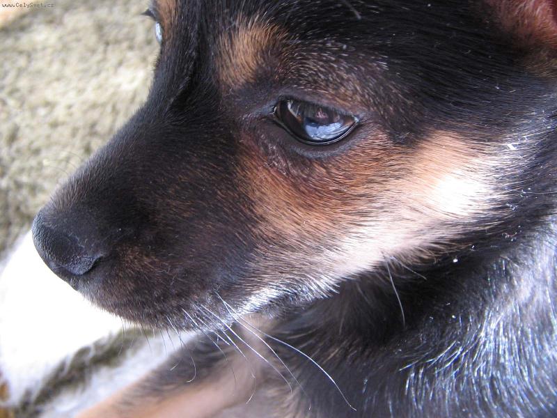 Foto: Betynka-portr�t �t�n�te