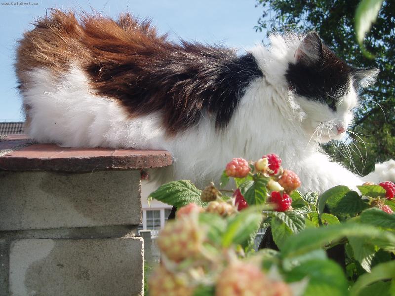 Foto: Fous-Opatrn�, jsou tu maliny..