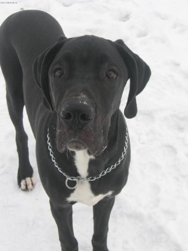 Foto: V ZIM�-PANE�KU POJ� U� DOM�,PROS�M.