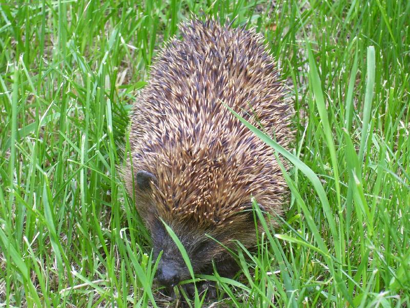 Foto: Je�ek Ferda-odpo�inek v tr�v�