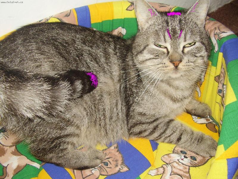 Foto: Tak u� dost u� m� nefo� mus�m si ustlat-M�m nov� mel�ry