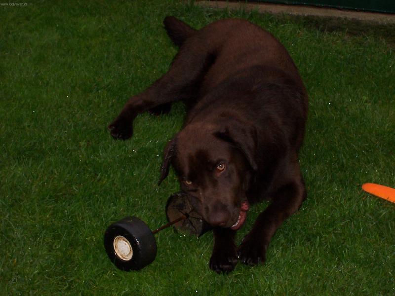 Foto: Dar a bumerank