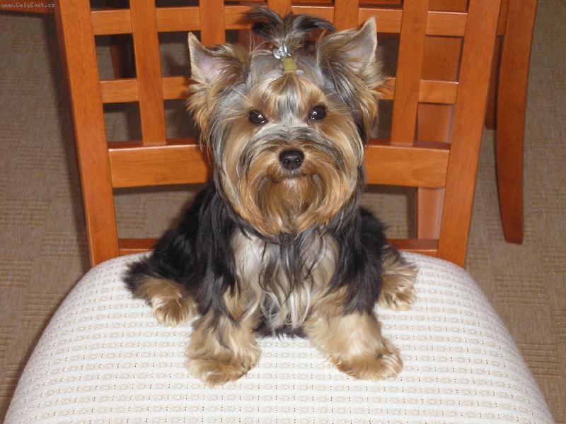 Foto: u� kone�n� sed�m u stolu-p�za yorka na �idli