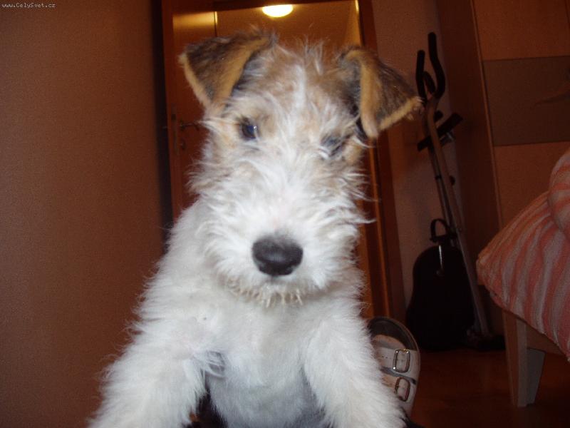 Foto: Mal� �ert-V�t�zn� se postavil na p�na po mal�m ko�kov�n�