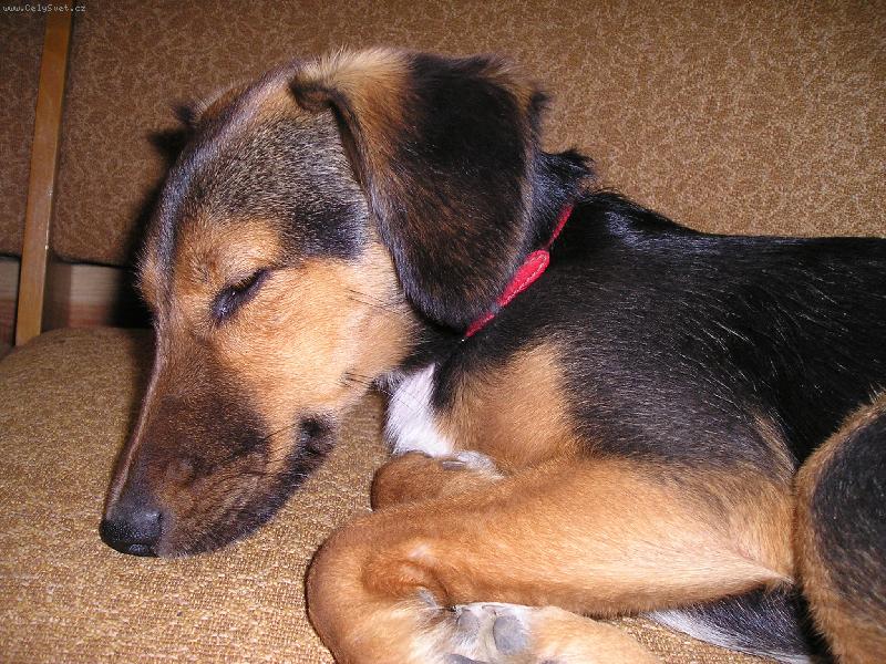 Foto: Bobinka po v�kendov�m ��d�n� na chat�-Chce se mi spinkat