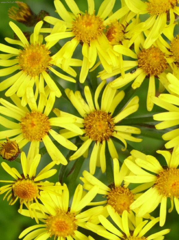 Foto: mnoho slunc� na louce