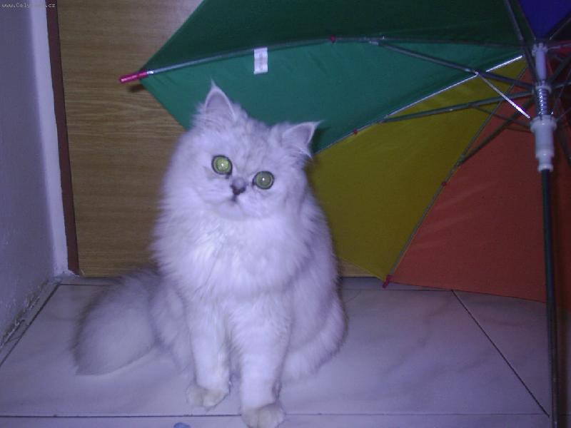 Foto: Pr�� a pr��-N�jak se rozp�elo!!!