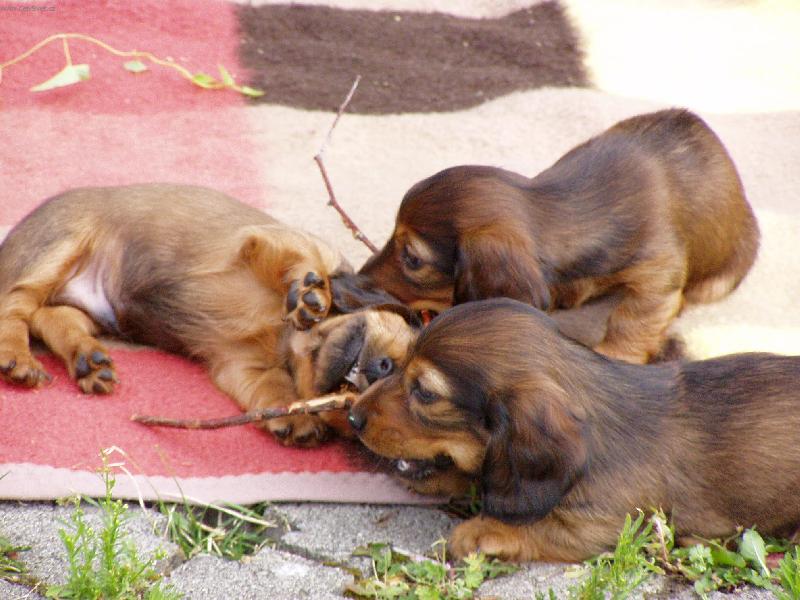 Foto: Ty klac�ky rozkou�em:-)-�t���tka na�� Nelly