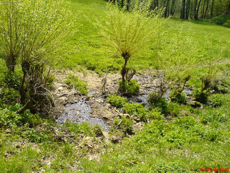 Foto: Vrby, tr�va a n�jak� voda