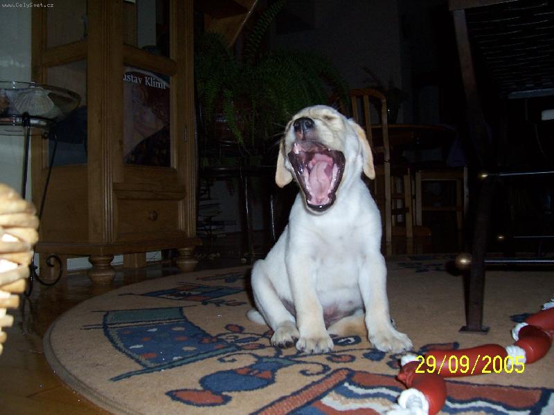 Foto: Rocky-N� mali�k� rodinn� p��r�stek