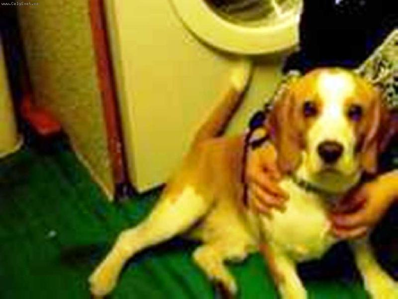 Foto: Maxi�ek se kone�n� koukl do fotaku-Max se koukl do fotaku tato fotka je stara asi 3 m�sice ted u� je v�t��