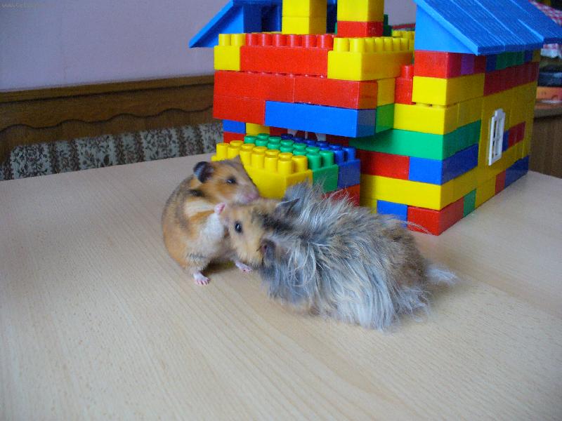 Foto: Hryzalka a St�apo�ek-L�b�n�