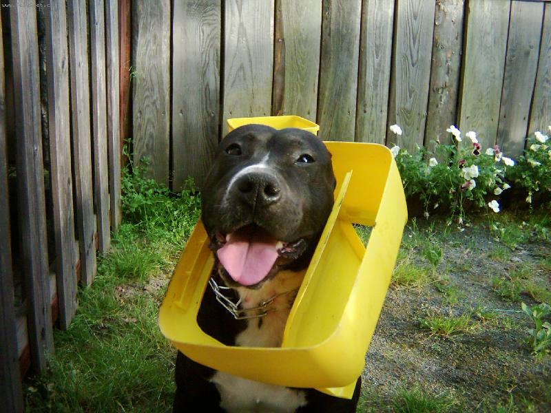 Foto: Zv�dav� Gaston