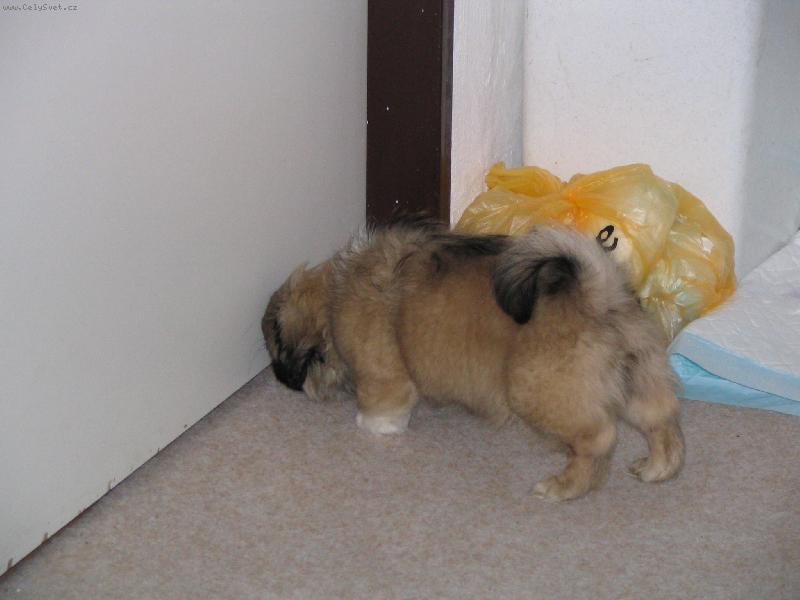 Foto: Zkoum�n�-�ich�m , �ich�m  dobrotku