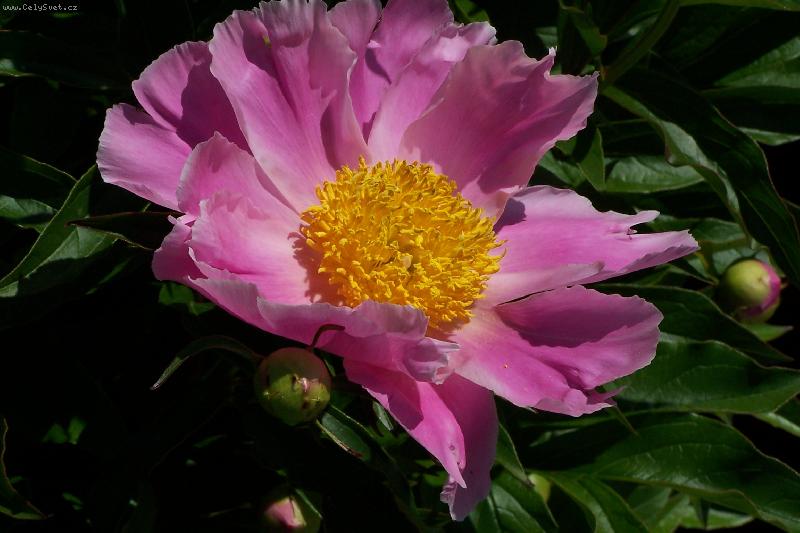 Foto: Pivo�ka r��ov�-V jednoduchosti je kr�sa -pivo�ka