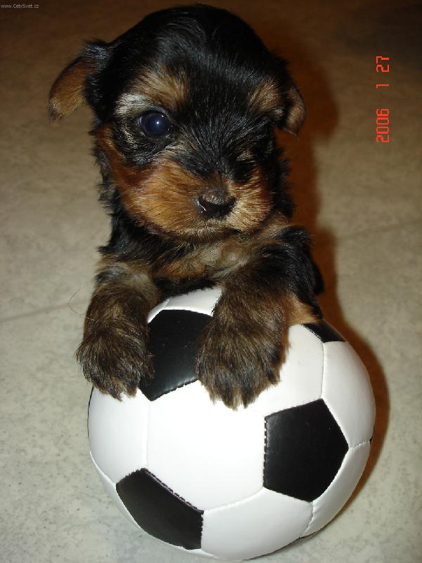 Foto: Je�t� mi podejte kopa�ky...