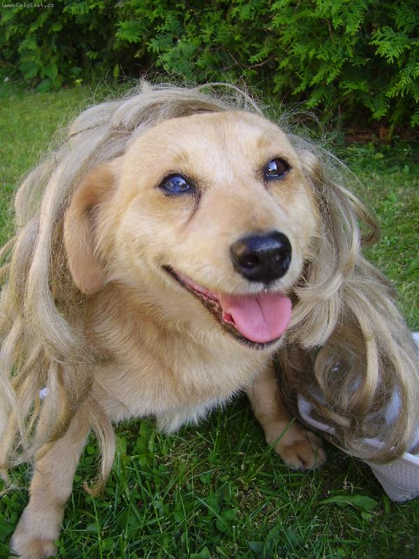 Foto: To mi rostou vlasy.....-M�m to,ale dlouh� vlasy..