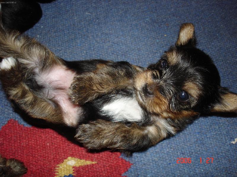 Foto: Hl�d�m si svoje miminka, jsem hodn� maminka.