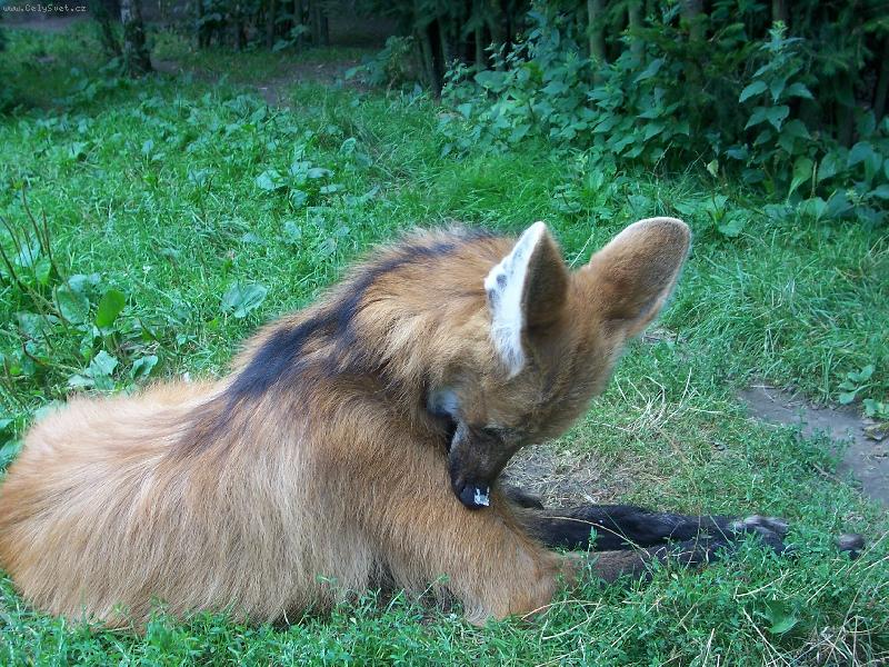 Foto: Pes h�ivnat�