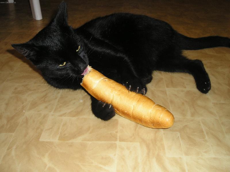 Foto: Pum�kova ve�e�e-Granule u� nejsou, tak si d�m rohl�k