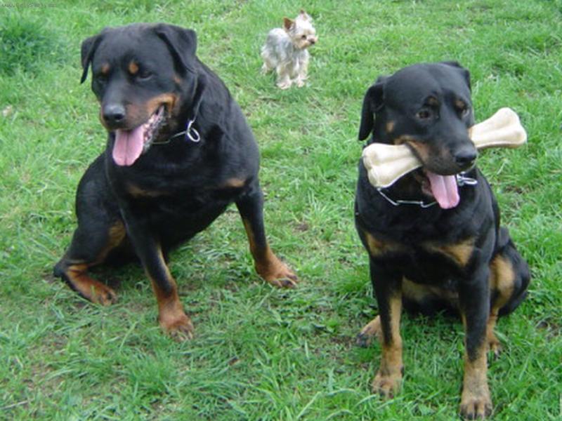 Foto: Ilky, Terra, Gaty-Takov� norm�ln� rodinka