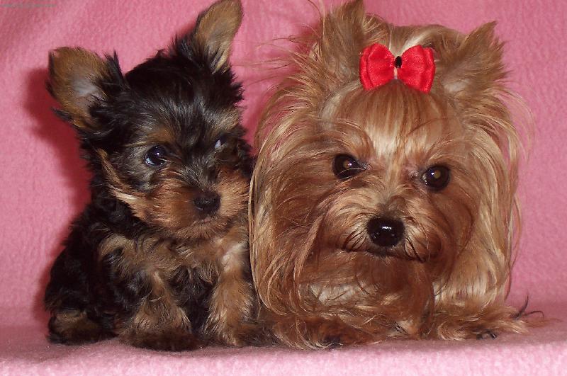 Foto: AkinaTrombik s potomkem-A� budu velik� , tak budu nesit taky takovou ma�li�ku a jist� i hez�� !!!