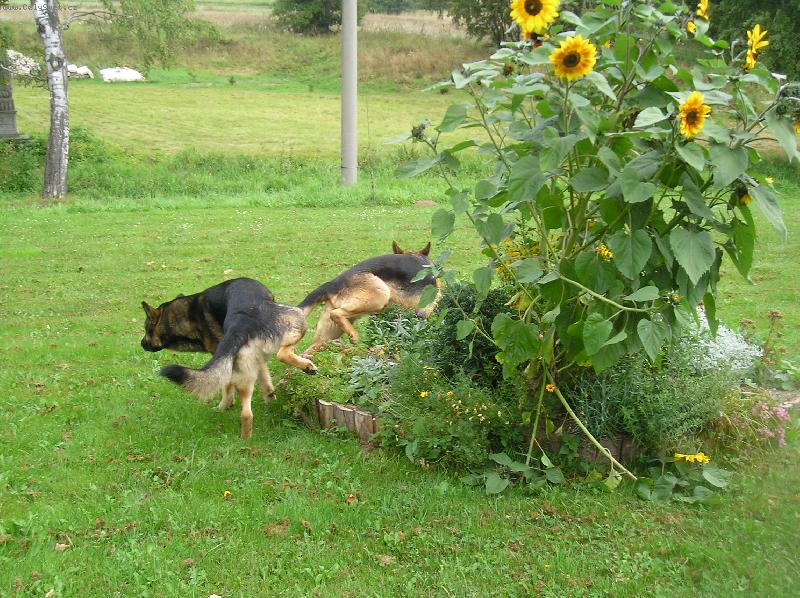 Foto: Z�livka-Max,Bak a slune�nice